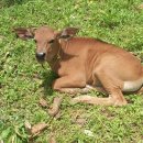 송아지집 이미지