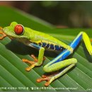 [WORLD VIEW] 다 잘될 거야, 코스타리카(Costa Rica) 이미지