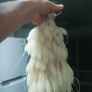 둥글래 Daum카페