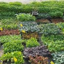 동진원예사 이미지