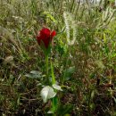 강아지풀 이미지