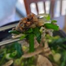 원조순대국밥 | 울산 남구 국밥 맛집 원조순대국밥