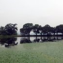 왕버들로 이미지