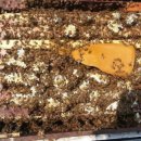 정진월농장 이미지