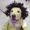 이쁜멍멍이 이미지