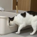 소심한이층 | 고양이 모래 사막화, 매트 3개 거쳐 정착한 후기 | 냥쌤 캐치매트 2개월 실사용 (ft. 발에 안 묻는 법)