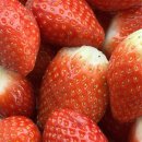 아침농장순창 이미지