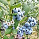 현주농장 이미지