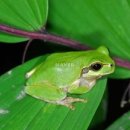 굴개굴개 청개구리 이미지