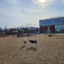 UR(오산시)-[오산천로]-하-12 | 허스키리스마스 오산반려동물테마파크 크리스마스행사...오산반려견이벤트 메리 허스키리스마스 파티 후기