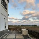 종달차경(메리골드) 이미지