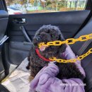 개편한 애견미용 | 강아지하네스 @로이코 후기 - 칼라도 이쁘고, 디자인도 너무 이쁘고!! 블랙푸들 겨울이 하네스 사용기