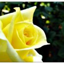 아침이슬 이미지