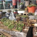 단양팔경 휴게소의 야생화 공원 이미지