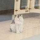 쿨펫동물병원 이마트금정점 이미지