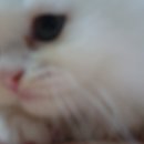 뽀야쿠 이미지