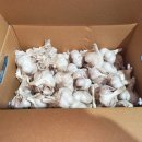 보물섬마늘나라 이미지