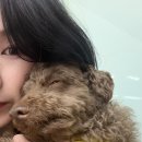 어서오시개 네이버블로그
