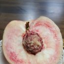 풍양농원