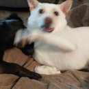 웰컴독 (welcome dog) 이미지