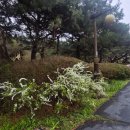 당림미술관 | 당림미술관 카페 디엘 천안아산벚꽃명소 가볼만한곳