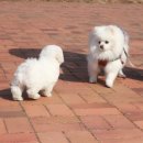 넥서스켄넬 이미지