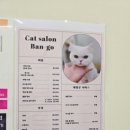무마취 고양이 미용실 반할고양 이미지