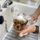 블링펫살롱 이미지