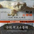작고 소중해 | 구미파충류샵, 너무 귀여운 게코도마뱀 분양가능한 파충류샵 작고소중해