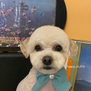 언니네 애견미용실 이미지