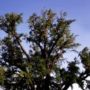 장덕리은행나무 이미지