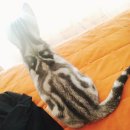 스마트동물병원 | 행신동 동물병원 스마트 아기 고양이 입원 후기!