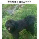 강아지 미용 이미지
