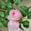 초록세상 이미지