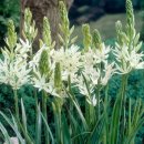 카사미아 이미지