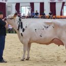 신미목장 이미지