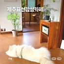 순애민박 | 제주 표선 감성카페, 솔옆수 귀여운 상주견 순애가 있는 곳