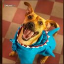 풍동 라파엘 동물병원 | 영화 카라멜루 힐링 영화 추천 개와 사람의 교감 정말 기분좋은 영화!