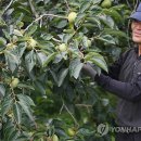 김종출농장 이미지