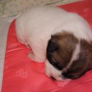 복돌이네 이미지