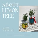 레몬트리 | 부산 전포 원데이클래스, 레몬트리 힐링 가드닝 후기