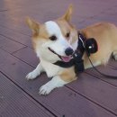 챠오챠오 이미지