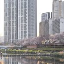 온천장 | 부산 온천장 벚꽃 후기｜개화상태, 주차, 사람 많은 시간 정리🌸