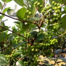 제일농원 이미지