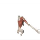 라이프 피트니스 이미지