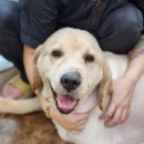 마이핫독 이미지