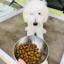 딩동댕치원 이미지