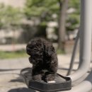 안산 요미독앤캣 강아지분양 고양이분양 | 요미독앤캣 안산점: 발산강아지분양, 실패 없이 똑똑하게 선택하는 꿀팁 대공개!