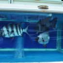 제주해풍횟집 이미지