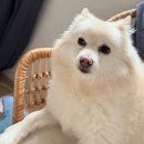 땡큐 펫 살롱 | 마곡 애견미용｜추가금 없는 강쥐미용 피어프리 인증 매장 정직한 펫살롱 후기